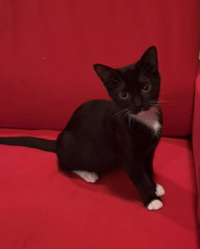 Rescue Tuxedo Cats for Adoption in Garland, Texas - Cruella | PetCurious