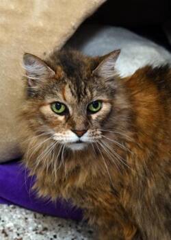 Kaitlyn -  Domestic Long Hair and Domestic Short Hair Cat for Adoption in Baton Rouge, Louisiana - Kaitlyn | PetCurious