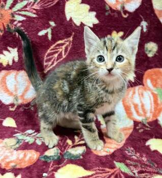 Domestic Short Hair Cats Available for Adoption in Rockwall, Texas - Widow | PetCurious