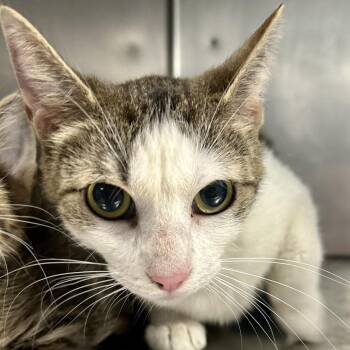 Janie -  Domestic Short Hair Cat for Adoption in Saint Joseph, Missouri - Janie | PetCurious