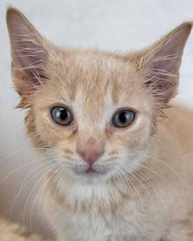 Rome -  Domestic Short Hair and Tabby Cat for Adoption in Kennesaw, Georgia - Rome | PetCurious