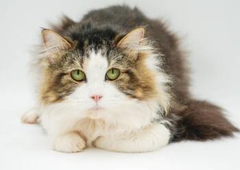 Rip is remarkable - therapy sweet - VIDEO -  Ragdoll and Persian Cat for Adoption in Bedford Hills, New York - Rip Is Remarkable - Therapy Sweet - VIDEO | PetCurious