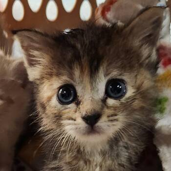 Rosie -  Domestic Short Hair Cat for Adoption in Brighton, Missouri - Rosie | PetCurious