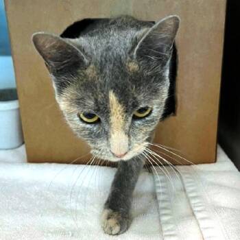 Wellie -  Dilute Tortoiseshell Cat for Adoption in Millcreek, Utah - Wellie | PetCurious