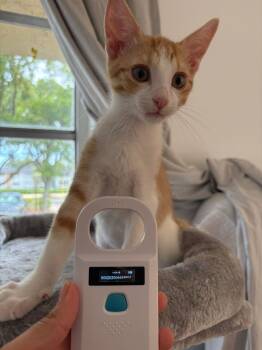 Rescue Domestic Short Hair Cats for Adoption in Boca Raton, Florida - Hawk & Rusty BONDED | PetCurious