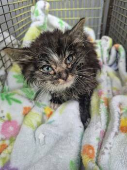 Domestic Long Hair Cats Available for Adoption in San Antonio, Texas - REPTILE | PetCurious