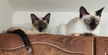 Reba -  Siamese Cat for Adoption in Hamilton, Ontario - Reba | PetCurious