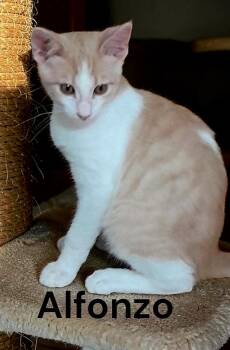 Alfonzo -  Tabby Cat for Adoption in Weems, Virginia - Alfonzo | PetCurious