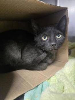 Isosceles -  Domestic Short Hair Cat for Adoption in Roseville, California - Isosceles | PetCurious