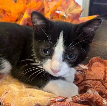 Sundae (AO37168) -  Domestic Short Hair Cat for Adoption in Kansas City, Kansas - Sundae (AO37168) | PetCurious