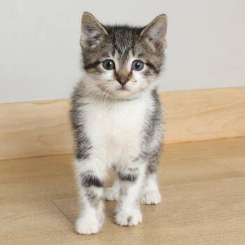 Domestic Short Hair Cats Available for Adoption in Minnetonka, Minnesota - Sarah C69051 | PetCurious