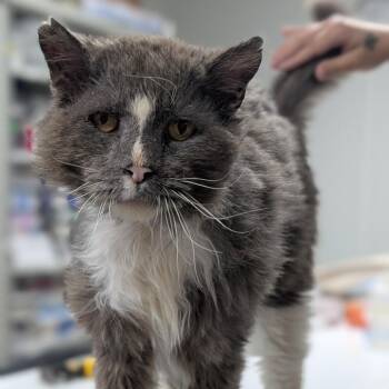 Domestic Long Hair Cats Available for Adoption - Gandalf | PetCurious