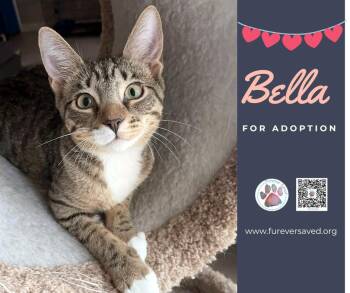 Domestic Short Hair Cats Available for Adoption - Bella | PetCurious