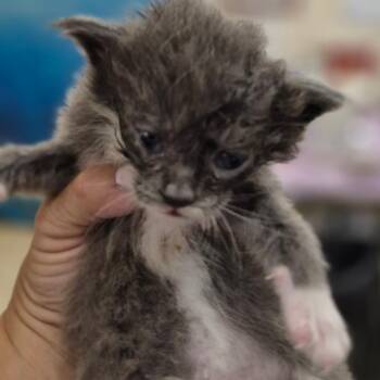 Domestic Short Hair Cats Available for Adoption in Lake Panasoffkee, Florida - SCFL-Stray-66145 | PetCurious