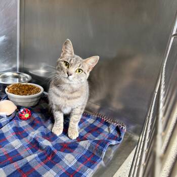 Granola -  Domestic Short Hair Cat for Adoption in Parkersburg, West Virginia - Granola | PetCurious