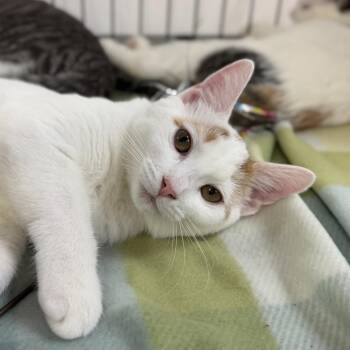 Calibri -  Domestic Short Hair Cat for Adoption in Durham, North Carolina - Calibri | PetCurious