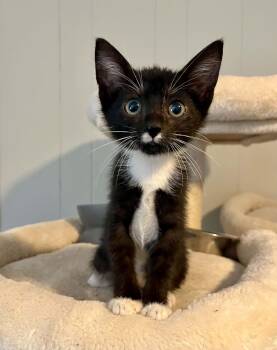 Charlie -  Tuxedo Cat for Adoption in Gulfport, Mississippi - Charlie | PetCurious