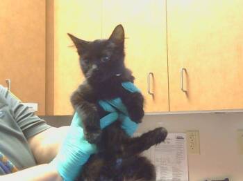 Rescue Domestic Medium Hair and Domestic Short Hair Cats for Adoption in Sacramento, California - A903949 | PetCurious