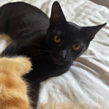 Rudy -  Domestic Short Hair Cat for Adoption in Los Angeles, California - Rudy | PetCurious