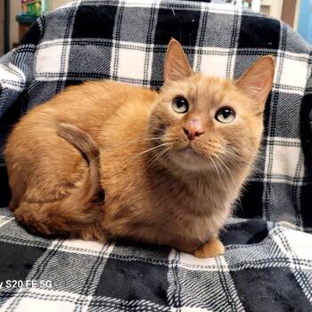 Rescue Domestic Short Hair Cats for Adoption in Kittanning, Pennsylvania - Jack | PetCurious