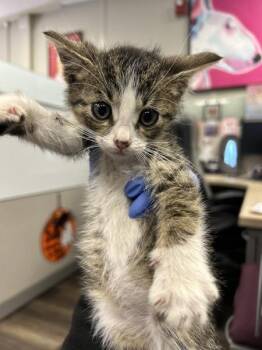 Oats -  Domestic Short Hair Cat for Adoption in Victorville, California - Oats | PetCurious