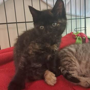 Sienna -  Domestic Short Hair Cat Available for Adoption in Concord, New Hampshire - Sienna | PetCurious