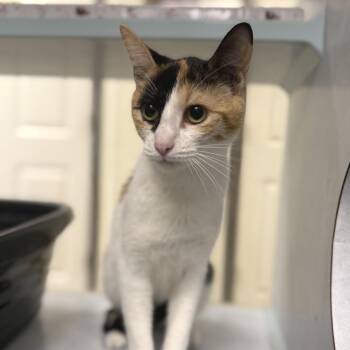 Domestic Short Hair Cats Available for Adoption in Austin, Texas - Vera | PetCurious