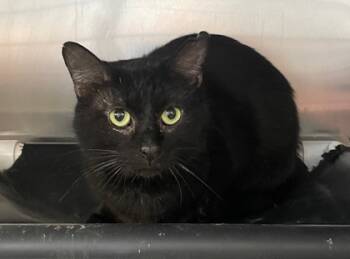 Rescue Domestic Short Hair Cats for Adoption in Columbia City, Indiana - Weevil | PetCurious