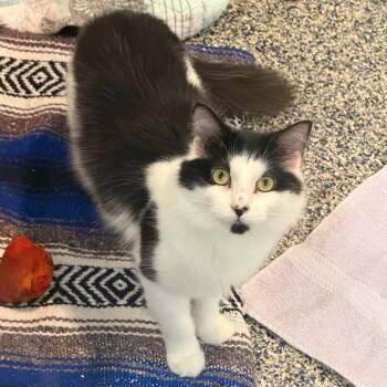Moo-Moo -  Domestic Short Hair Cat for Adoption in Fairport, New York - Moo-Moo | PetCurious