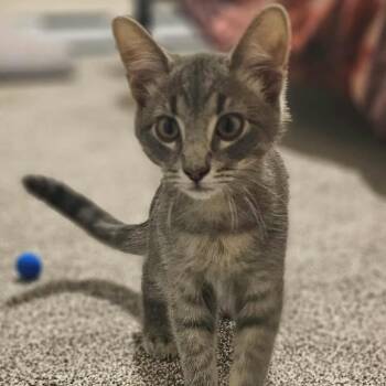Rescue Domestic Short Hair Cats for Adoption in Sioux Falls, South Dakota - Desi | PetCurious