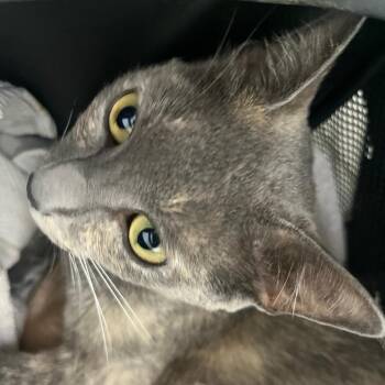 Wish -  Domestic Short Hair Cat for Adoption in Fort Lauderdale, Florida - Wish | PetCurious