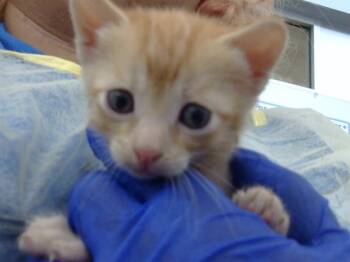 Domestic Medium Hair Cats Available for Adoption in Dallas, Texas - STRAWBERRY | PetCurious