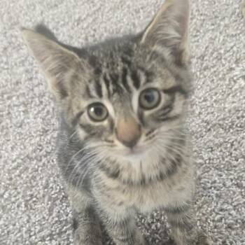 Domestic Short Hair Cats Available for Adoption in Eagle Mountain, Utah - Corkscrew Tiner | PetCurious