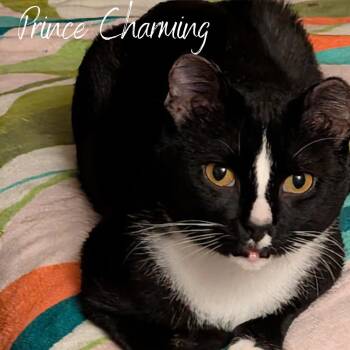 Rescue Domestic Short Hair Cats for Adoption in Janesville, Wisconsin - Prince Charming | PetCurious