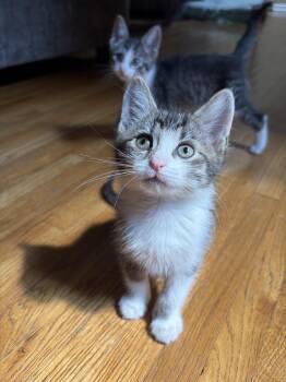 Thing One and Thing Two - Bonded Pair -  Domestic Short Hair Cat for Adoption in Farmington, Minnesota - Thing One And Thing Two - Bonded Pair | PetCurious