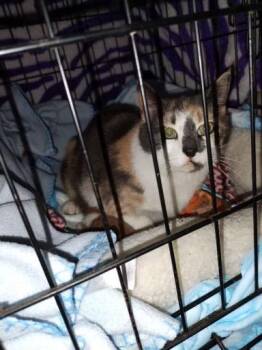 Domestic Short Hair Cats Available for Adoption in Windsor, Connecticut - 52-Sassaphras | PetCurious