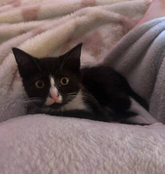 Domestic Short Hair Cats Available for Adoption in Candler, North Carolina - Dinah | PetCurious