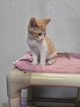 Otto -  Domestic Short Hair Cat for Adoption in Cortland, New York - Otto | PetCurious