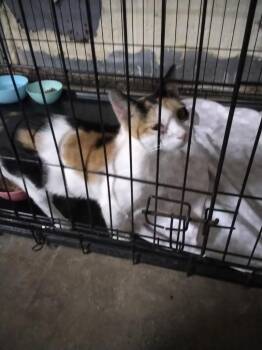 Moxie -  Domestic Short Hair Cat for Adoption in North Richland Hills, Texas - Moxie | PetCurious