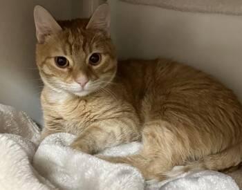 Domestic Short Hair Cats Available for Adoption in Boston, Massachusetts - SUNNY | PetCurious