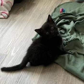 Copperbottom -  Domestic Short Hair Cat for Adoption in Mebane, North Carolina - Copperbottom | PetCurious