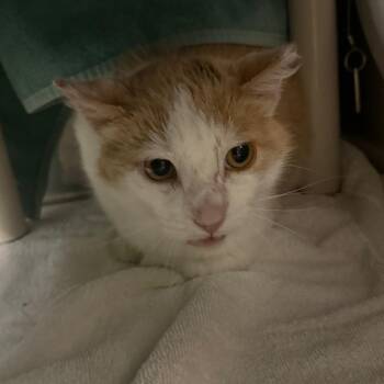 Ice Cream (Working Cat) -  Domestic Short Hair Cat for Adoption in West Olive, Michigan - Ice Cream (Working Cat) | PetCurious
