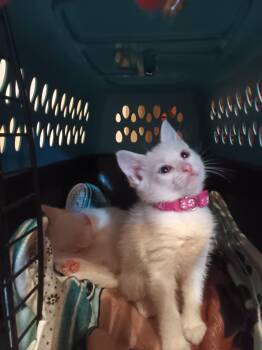 Domestic Short Hair Cats Available for Adoption in The Woodlands, Texas - Ocean | PetCurious