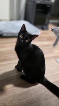 Maire IL -  Domestic Medium Hair Cat Available for Adoption in Fort Lupton, Colorado - Maire IL | PetCurious