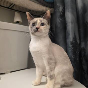Lilith -  Siamese and Domestic Short Hair Cat for Adoption in Mastic, New York - Lilith | PetCurious