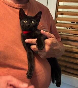 Malik -  Domestic Short Hair Cat for Adoption in Magnolia, Texas - Malik | PetCurious