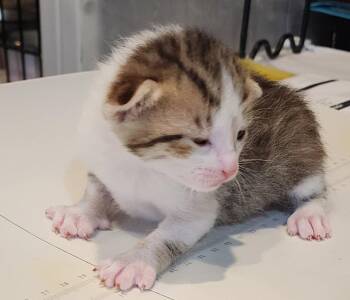 Liza 5.23.26 (prespay) -  Domestic Short Hair Cat for Adoption in Apopka, Florida - Liza 5.23.26 (prespay) | PetCurious