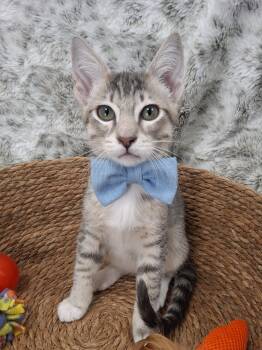 Francois -  Tabby and Russian Blue Cat for Adoption in Yorba Linda, California - Francois | PetCurious