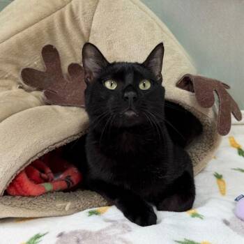 Willy -  Domestic Short Hair Cat for Adoption in State College, Pennsylvania - Willy | PetCurious