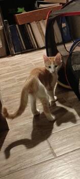 Fantastic Mr Fox -  Domestic Short Hair Cat for Adoption in Glendale, Arizona - Fantastic Mr Fox | PetCurious
